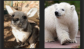 So Many Baby Animals — It's Time to Play the Cute Game to Win!