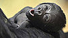 Budapest's Baby Gorilla