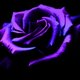 moonshadow43's picture