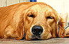 What Do You Know About Golden Retrievers?