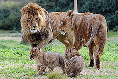 Would You Download Animal Mating Call Ringtones?