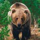 grizzybear's picture