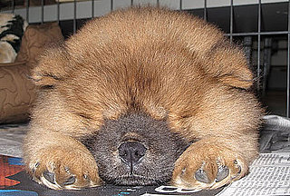 Martha Stewart Names New Puppy Ghenghis Khan