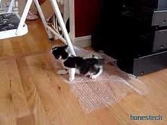 Happy Bubble Wrap Appreciation Day!