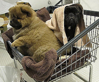 Martha's New Pup Gets a Bath: In the LINK of an Eye! 
