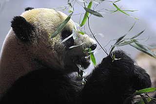 Tai Shan Goes Back to China on Feb. 4