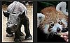 Use a Few Free Minutes to Play Our Baby Animal Faceoff!