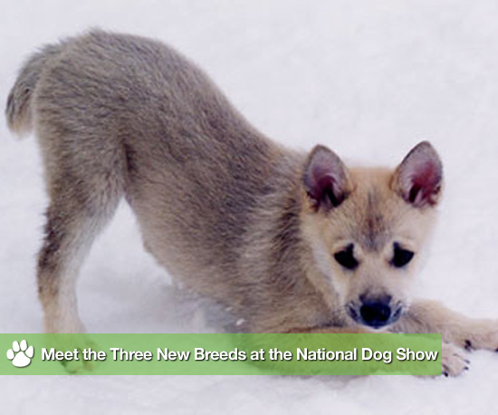 Meet the Three New Breeds Debuting at the National Dog Show Meet the Three New Breeds Debuting at the National Dog Show