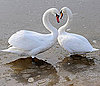 Creature Features: All About Swans