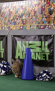 Pictures of Puppy Bowl VI