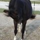 BEEquestrian