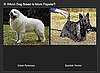 Take Your Pick With the Which Dog Breed Is More Popular Game