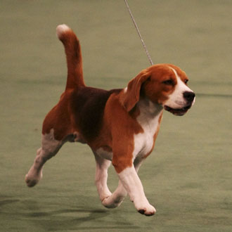Westminster Dog Show Best in Show Recent Winners Pictures Westminster Dog Show Best in Show Recent Winners Pictures