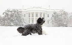 Bo Obama Takes a Bite Outta . . . Snow