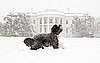 Sugar Shout Out: Bo Obama Takes a Bite Outta Snow