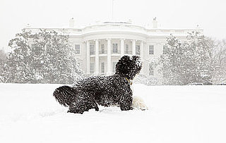 Sugar Shout Out: Bo Obama Takes a Bite Outta Snow