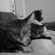 Catmosphere
