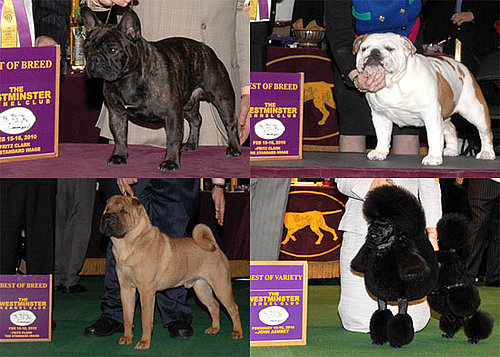 2010 Non-Sporting Group Winners at Westminster
