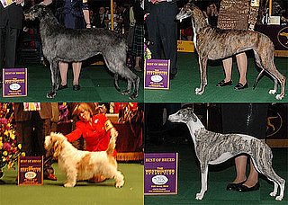 2010 Hound Group Winners at Westminster