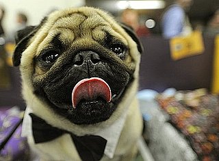 Sugar Shout Out: Pups Start Prepping For Westminster Show