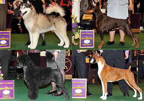 2010 Working Group Winners at Westminster