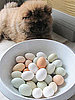 GK Counts Chickens Before They Hatch: In the LINK of an Eye