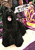 Sadie the Scottish Terrier Wins Westminster