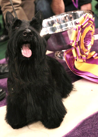 Sadie the Scottish Terrier Wins Westminster Sadie the Scottish Terrier Wins Westminster