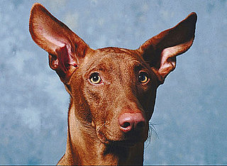 Do Tell: Share Your Pet's Best Feature!
