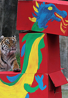 Tiger Does Her Own Dragon Dance for the Lunar New Year!