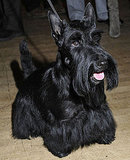 Facts About Scottish Terriers Facts About Scottish Terriers