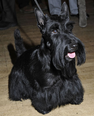 Facts About Scottish Terriers