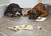 Do Your Pets Love Mail?