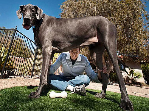 Giant George Is the World's Tallest Dog in Guinness