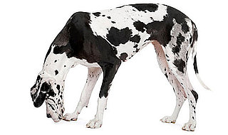 Great Dane Facts and Trivia