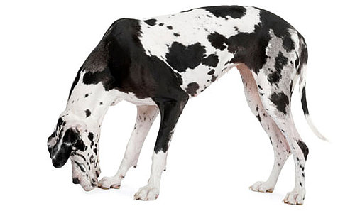 Great Dane Facts and Trivia