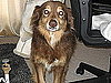 Why Are Some Dogs Scared of Men