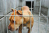 What's Your Take? Mandatory Animal Offenders Registry