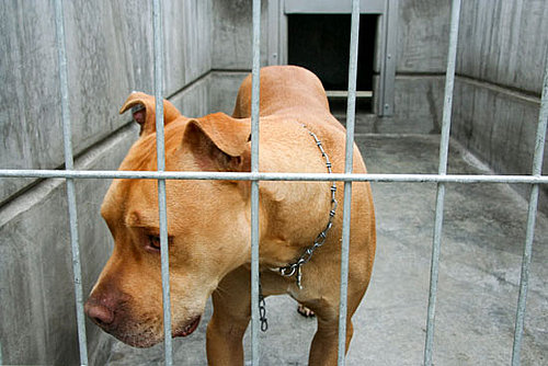 What's Your Take? Mandatory Animal Offenders Registry
