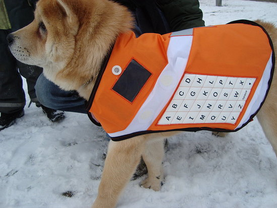 Messenger Dogs For Disasters Messenger Dogs For Disasters
