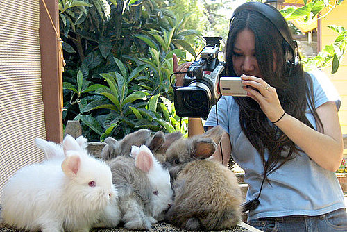 Hare-Raising Documentary Hops Into Competitive Bunny World