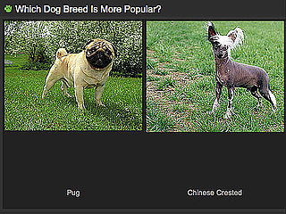Do You Know Which Breed Is More Popular?