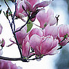 Spring Flowers