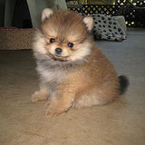 Puppy Breed Quiz 2011-03-22 12:00:00 Puppy Breed Quiz 2011-03-22 12:00:00