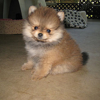 Guess What Breed Super Quiz: Toy Group Puppy Edition!