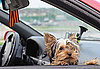 What Do You Know About Yorkshire Terriers?