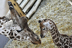 Get a Sneak Peek of a Baby Giraffe Before Its Public Debut! Get a Sneak Peek of a Baby Giraffe Before Its Public Debut!