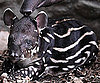 Is This Creature Cool or Creepy?