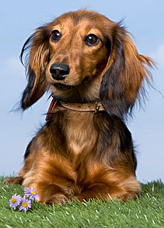 What Do You Know About Dachshunds?