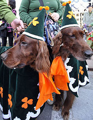 What Do You Know About Irish Setters? What Do You Know About Irish Setters?
